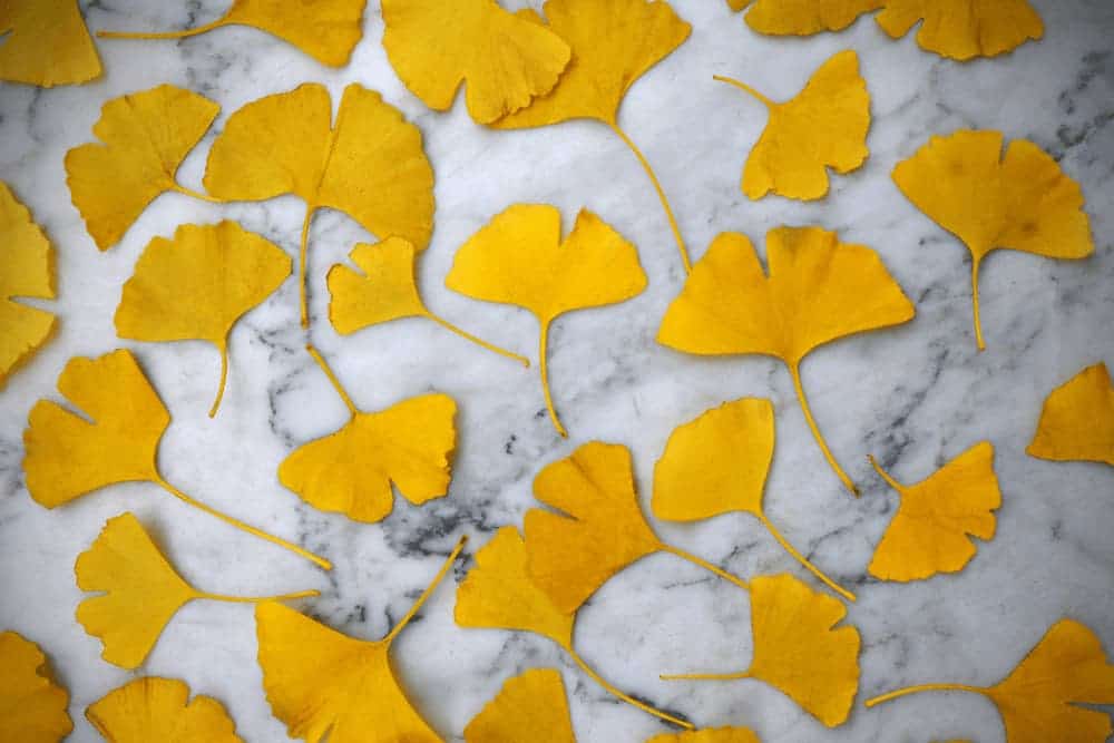 Gelb gefärbte Ginkgo Blätter