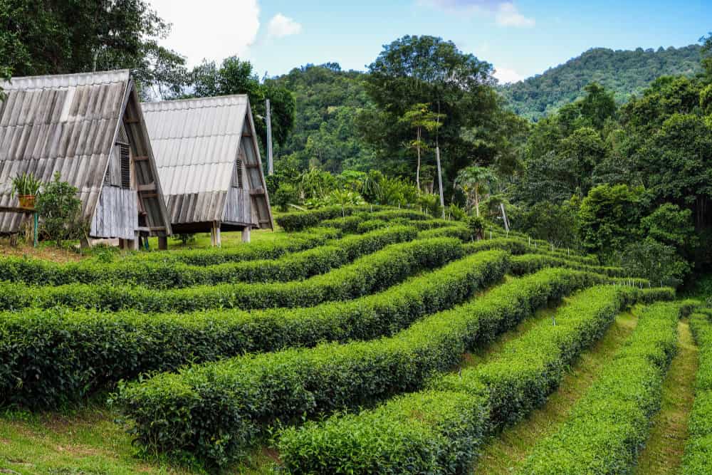 Pu_Erh_Tee_Teeanbau