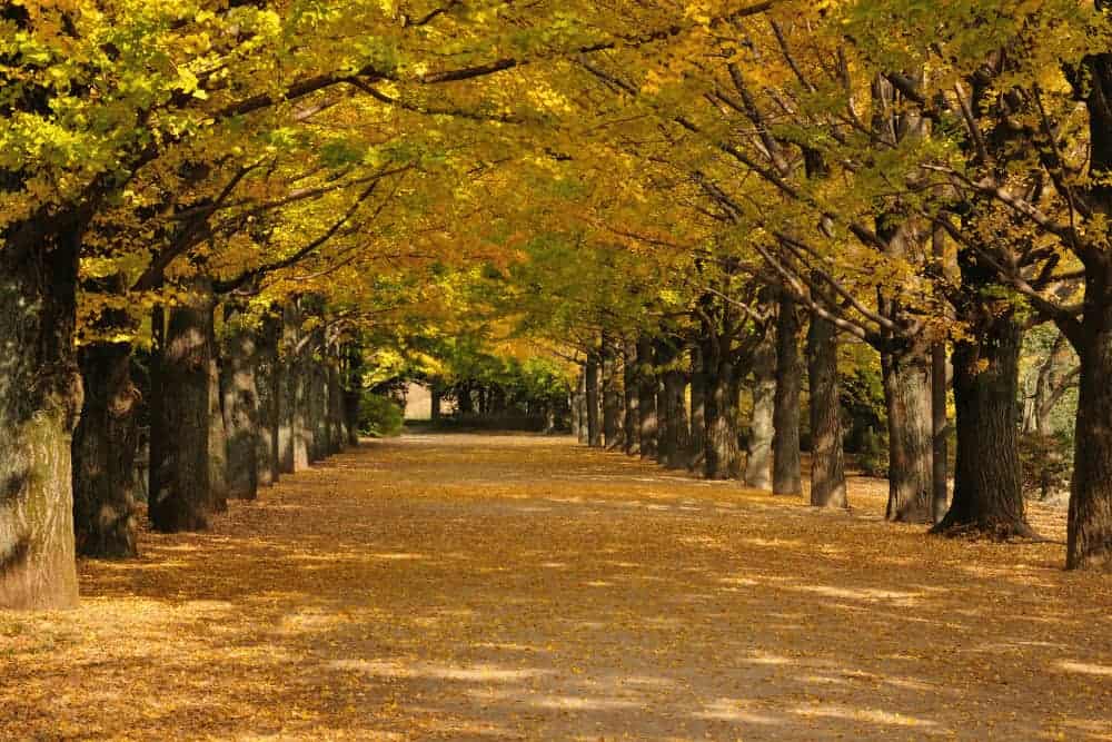 Gingko Allee in China