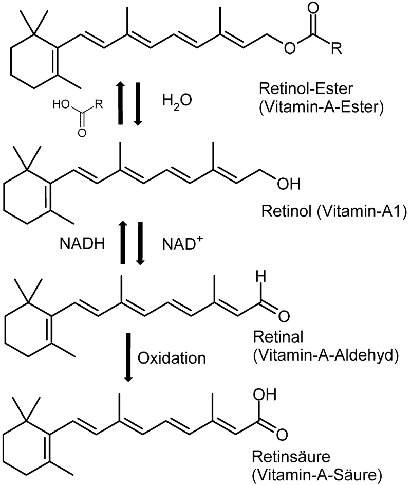 800px-Vitamin-A-Synthese Formen