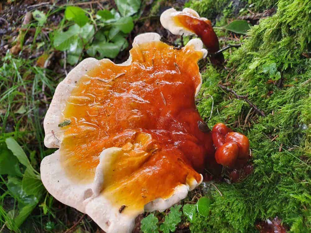 Reishi Bayerischer Wald (9)