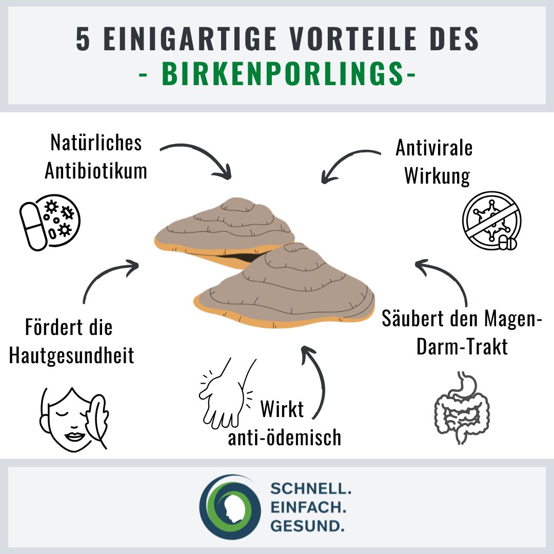 Infographik Birkenporling
