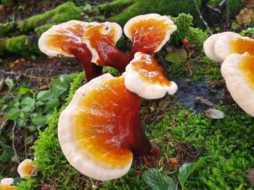 Reishi Bayerischer Wald (9)
