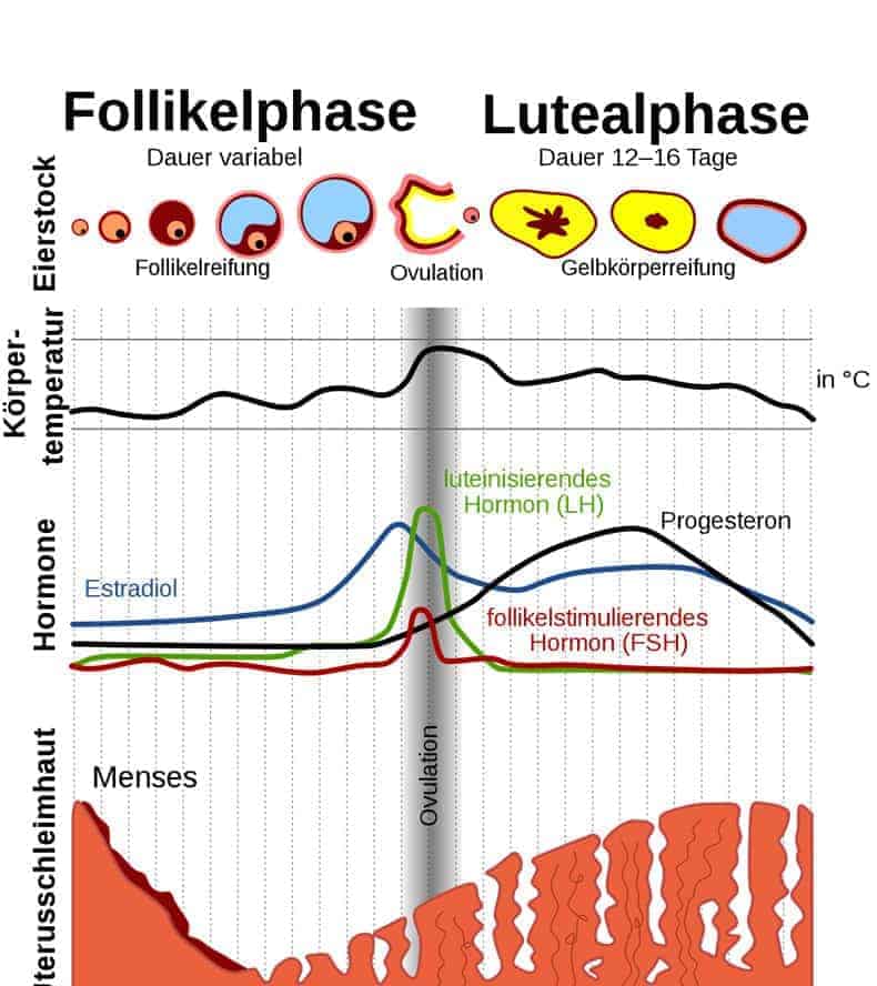 Menstruationszyklus Frau