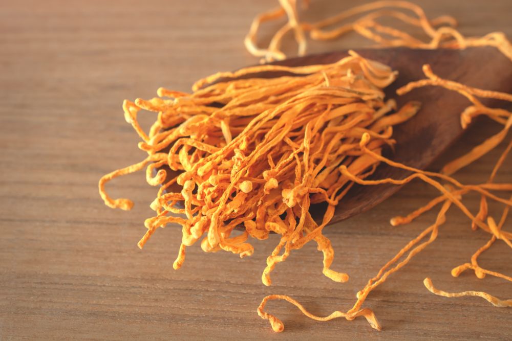 Cordyceps auf einem Holztisch