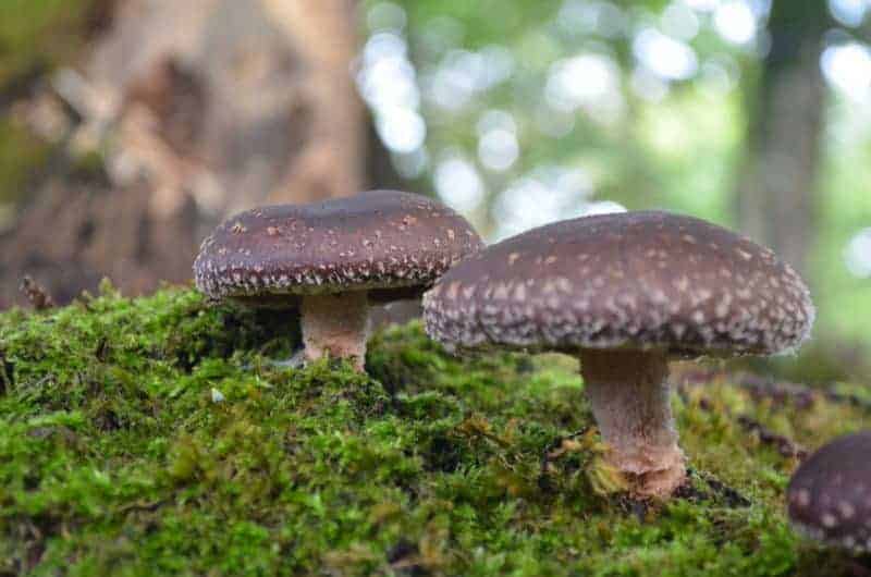Zwei gro&szlig;e Shiitake-Fruchtk&ouml;rper (Lentinula edodes) auf moosbedecktem Boden