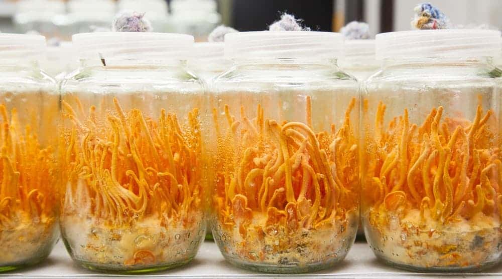 Orangefarbene Cordyceps militaris in großen Einmachgläsern mit Nährlösung