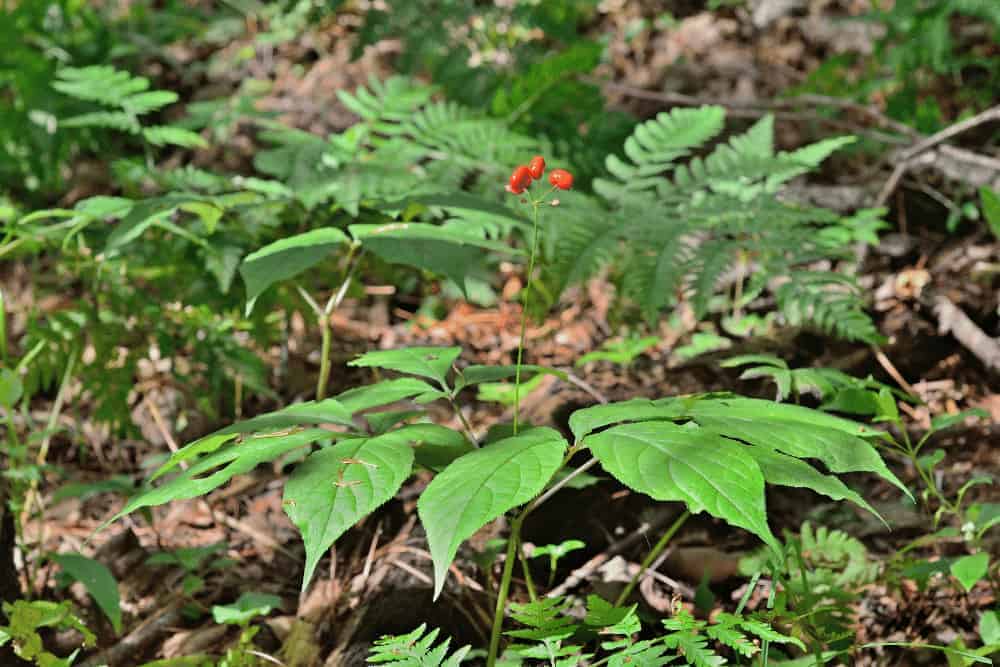 Panax Ginseng Pflanze