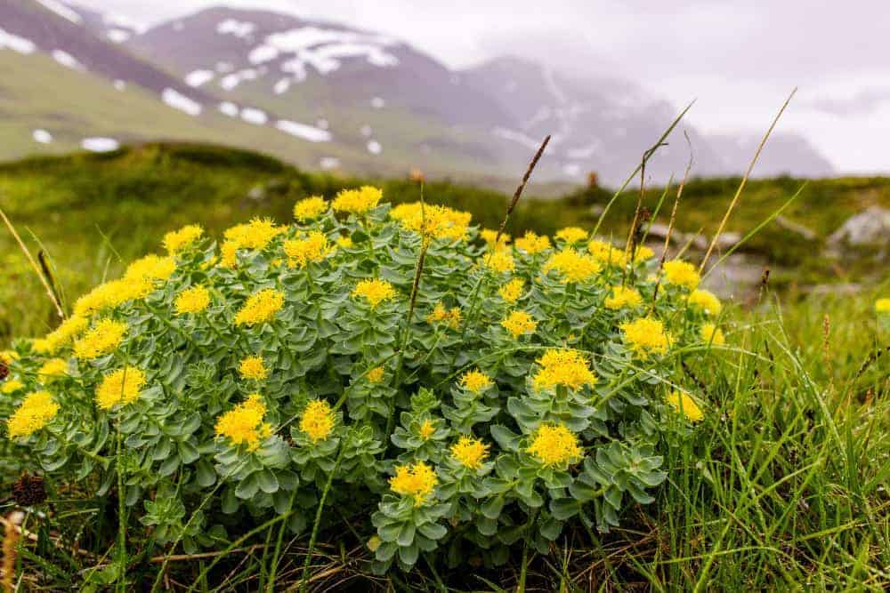 Rosenwurz Pflanze mit gelben Blüten und Bergen im Hintergrund