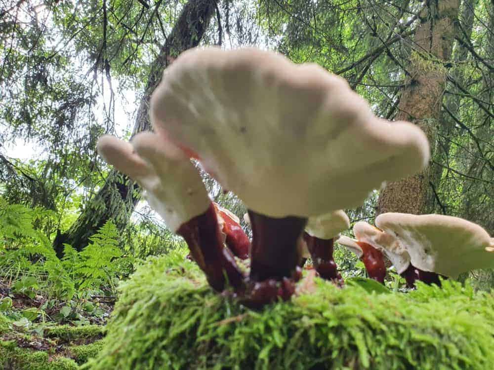 Reishi Bayerischer Wald (9)