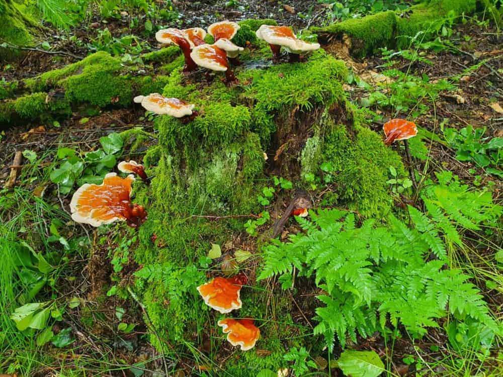 Reishi Bayerischer Wald (9)