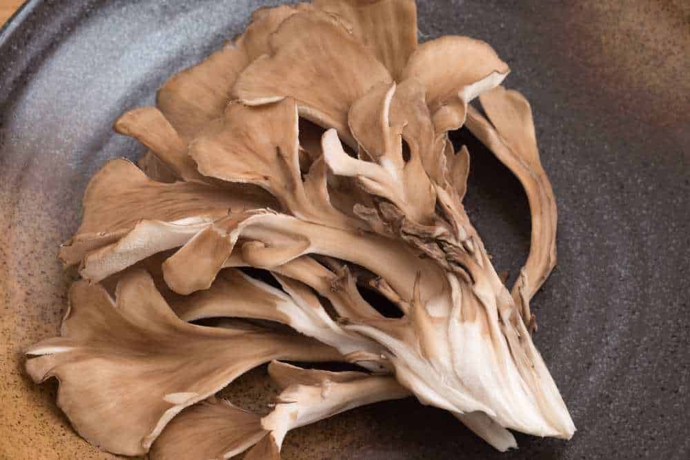 Maitake auf einem Teller