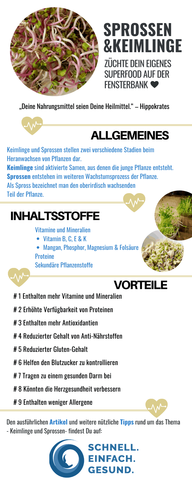Infografik - Sprossen und Keimlinge