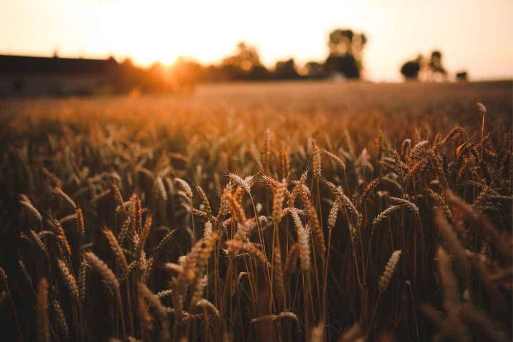 Gluten_Getreidefeld