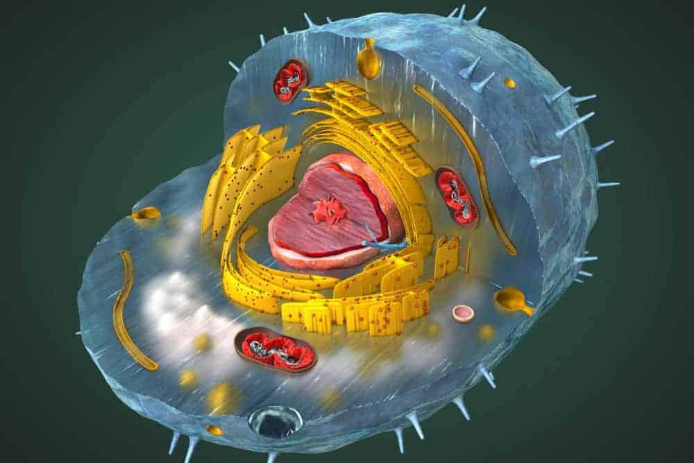 Mitochondrien st&auml;rken Tipps