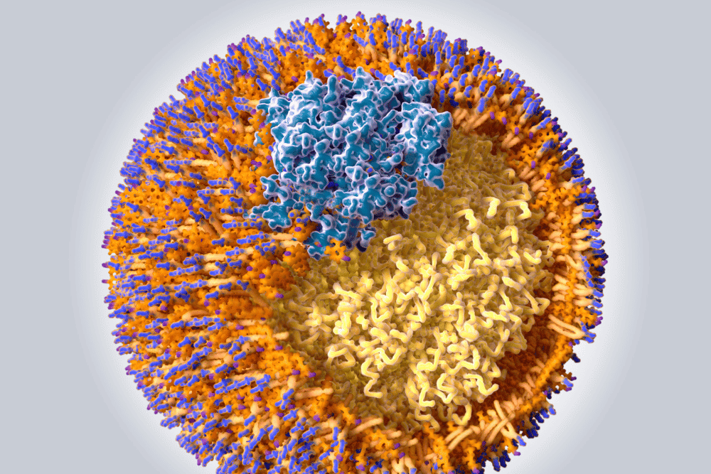 Lipoprotein a Abbildung