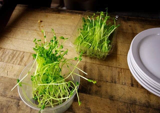 Sprossen in Plastikschale mit weißen Porzellan-Tellern auf Holztisch
