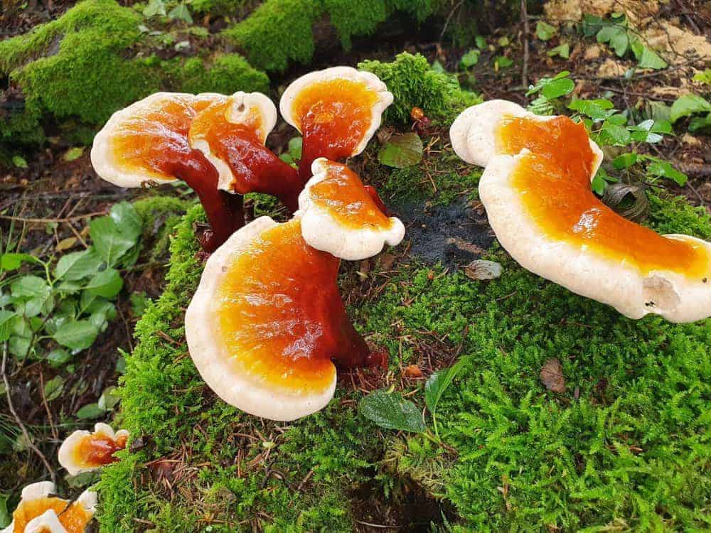 Reishi Bayerischer Wald (9)