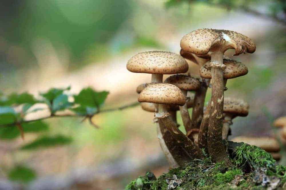 Pilzgruppe mit Wald im Hintergrund