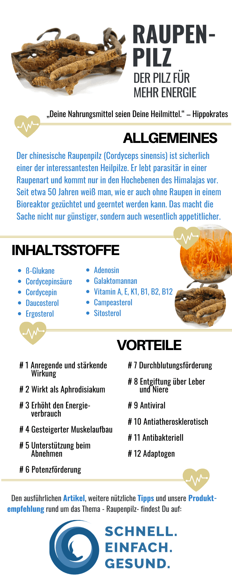 Infografik Raupenpilz