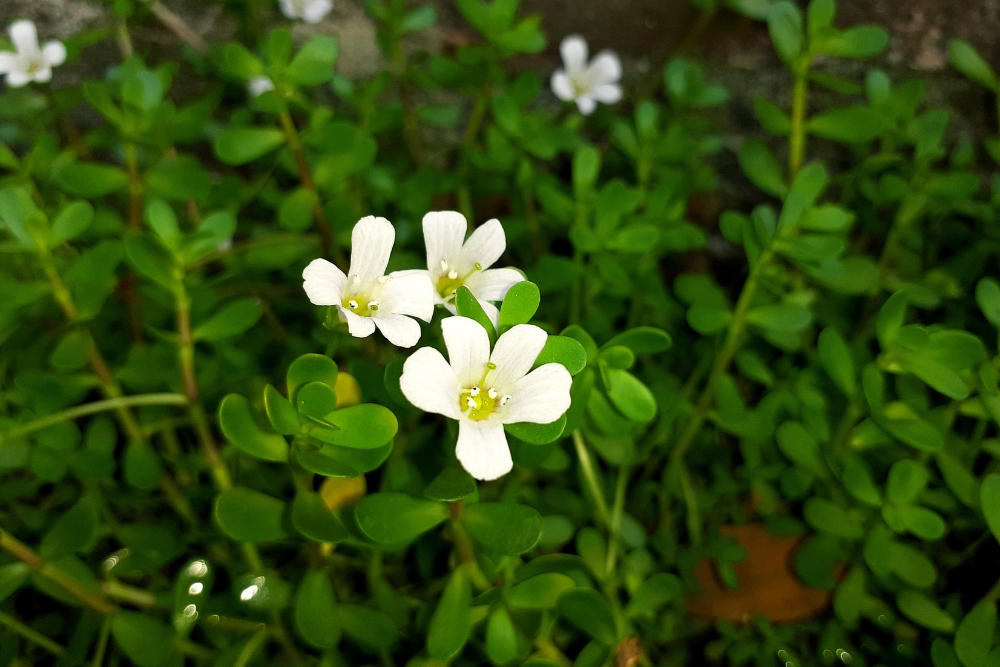 Bacopa monnieri (Brahmi) – das Kraut für mehr Fokus