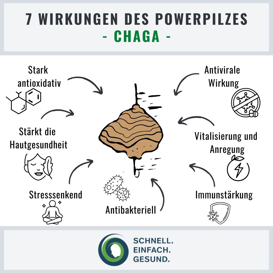 Chaga der Powerpilz Infographik