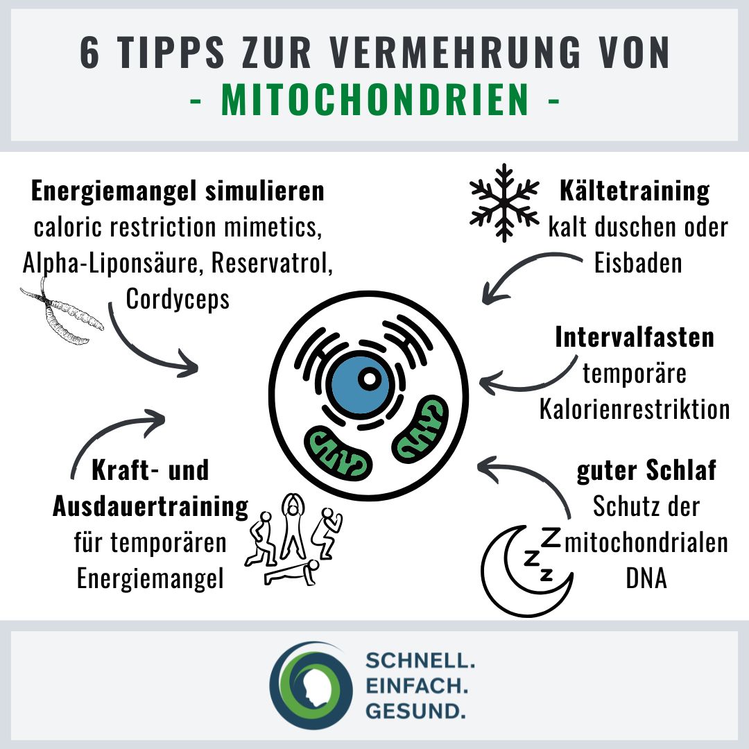 5 Tipps für die Vermehrung deiner Mitochondrien Infographik
