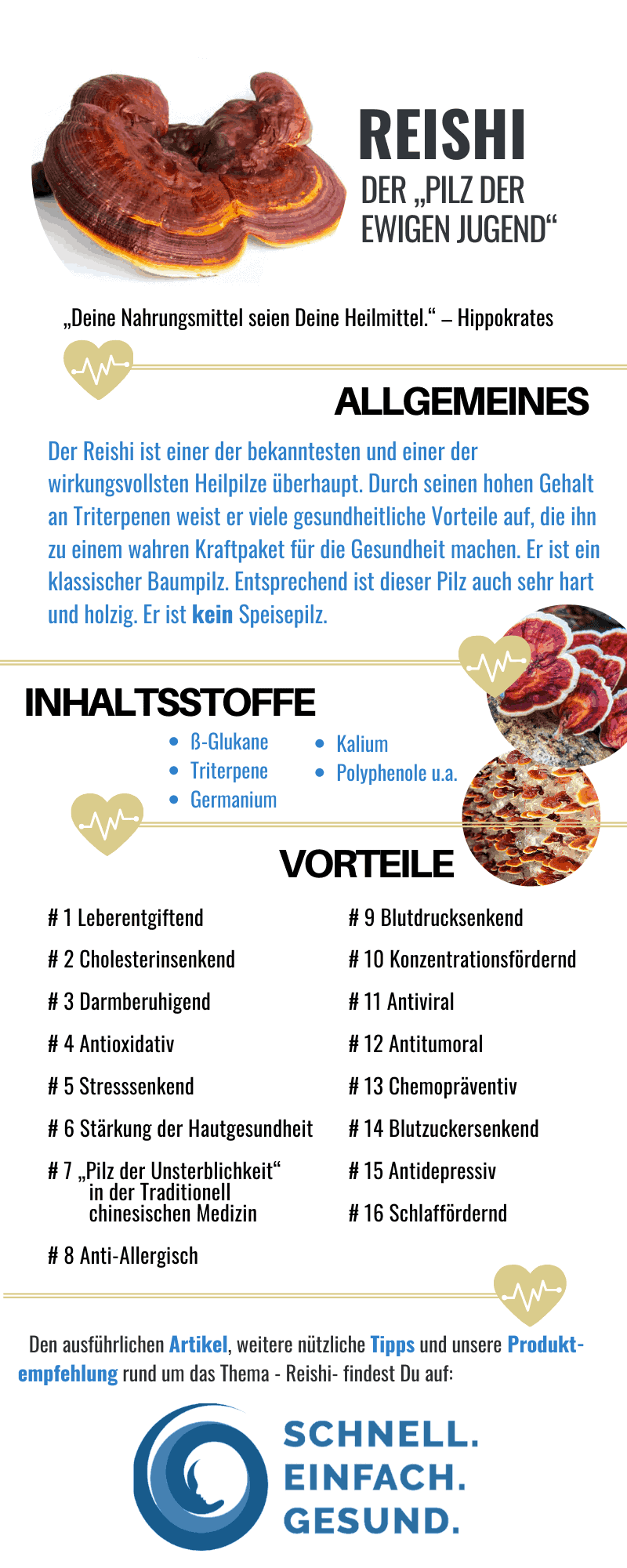 Reishi Vorteile für die Gesundheit Infographik