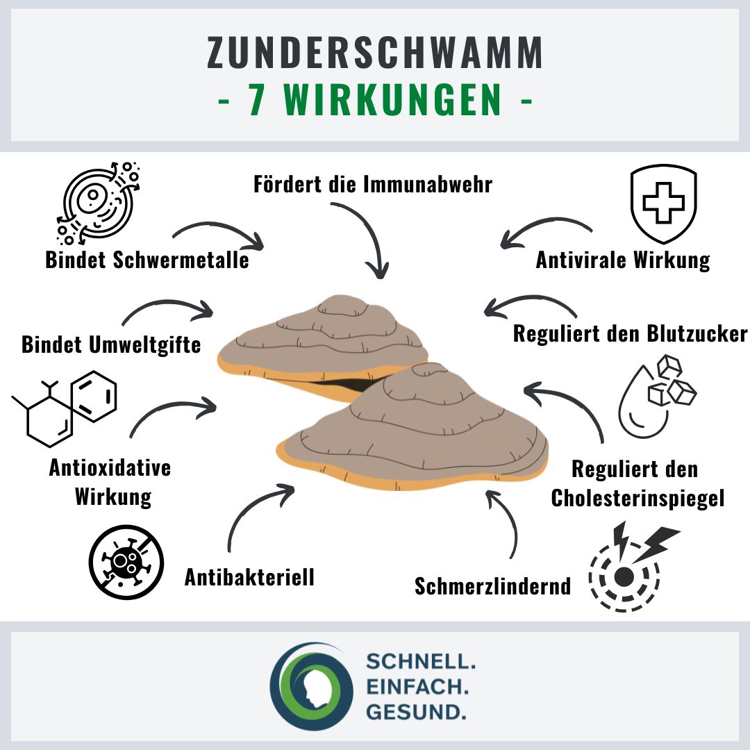 Zunderschwamm Wirkungen Infographik