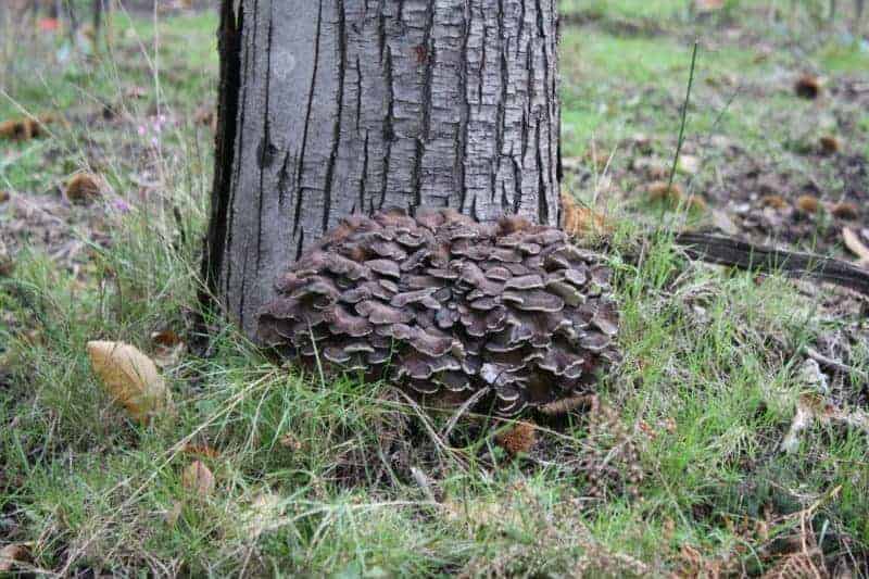 Maitake-Gruppe am Fu&szlig;e eines zerfurchten Laubbaumes