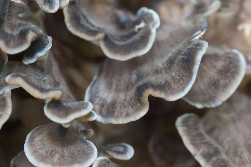 Eichhase (Polyporus umbellatus)