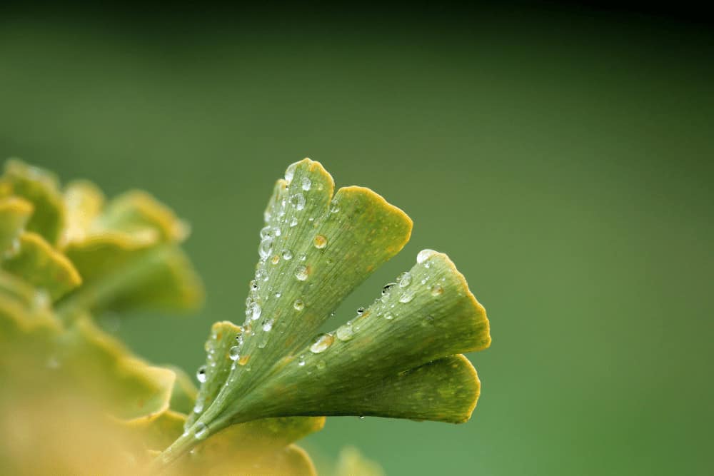 Ginkgo Blatt im Morgentau