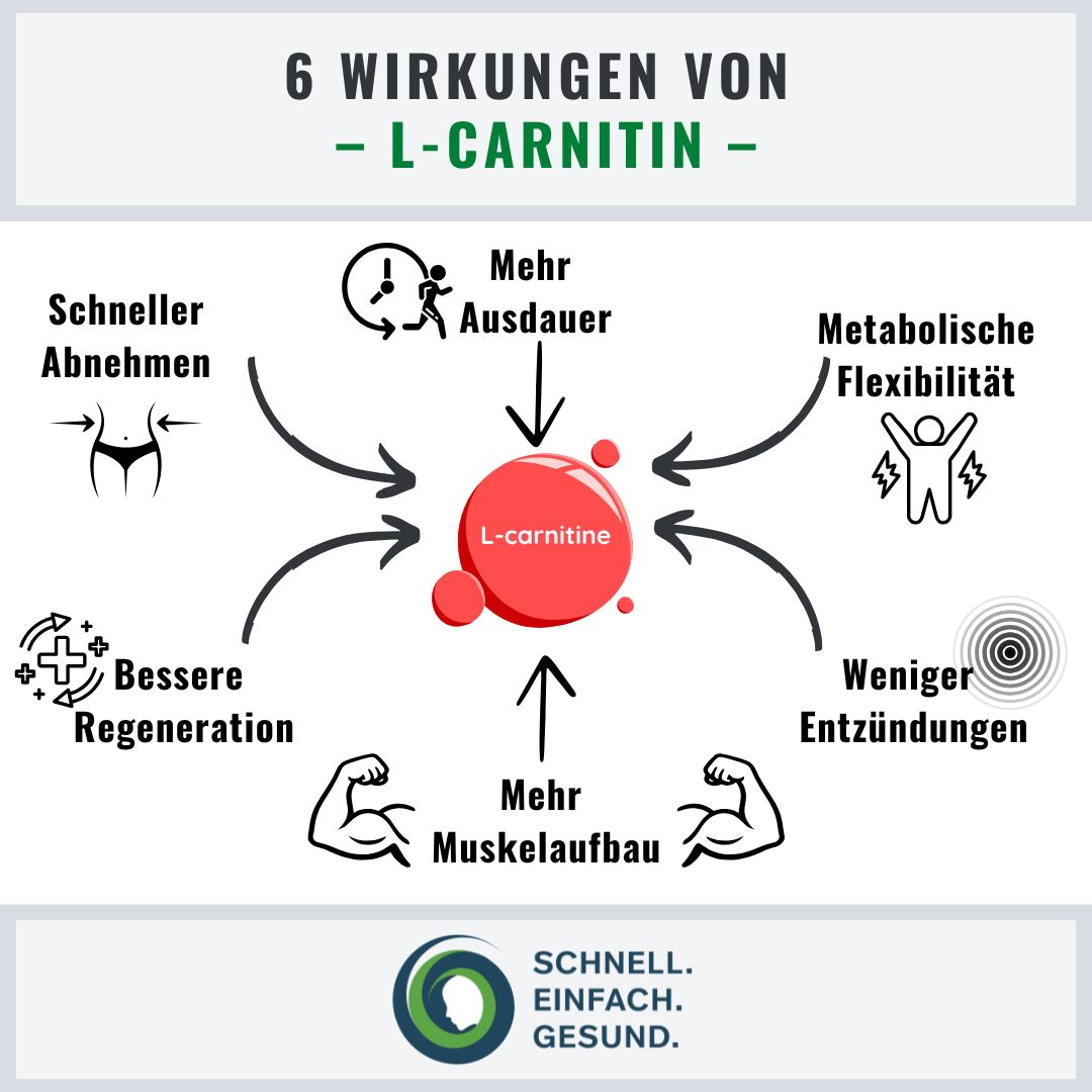 Infographik zur Wirkung von L-Carnitin
