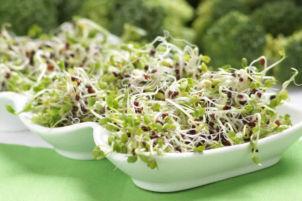 Ernaehrung_Prostata_Broccolisprossen