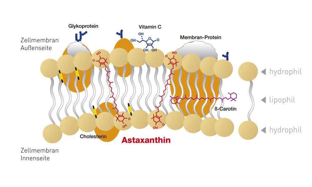 Astaxanthin Molek&uuml;lform Zellmembran