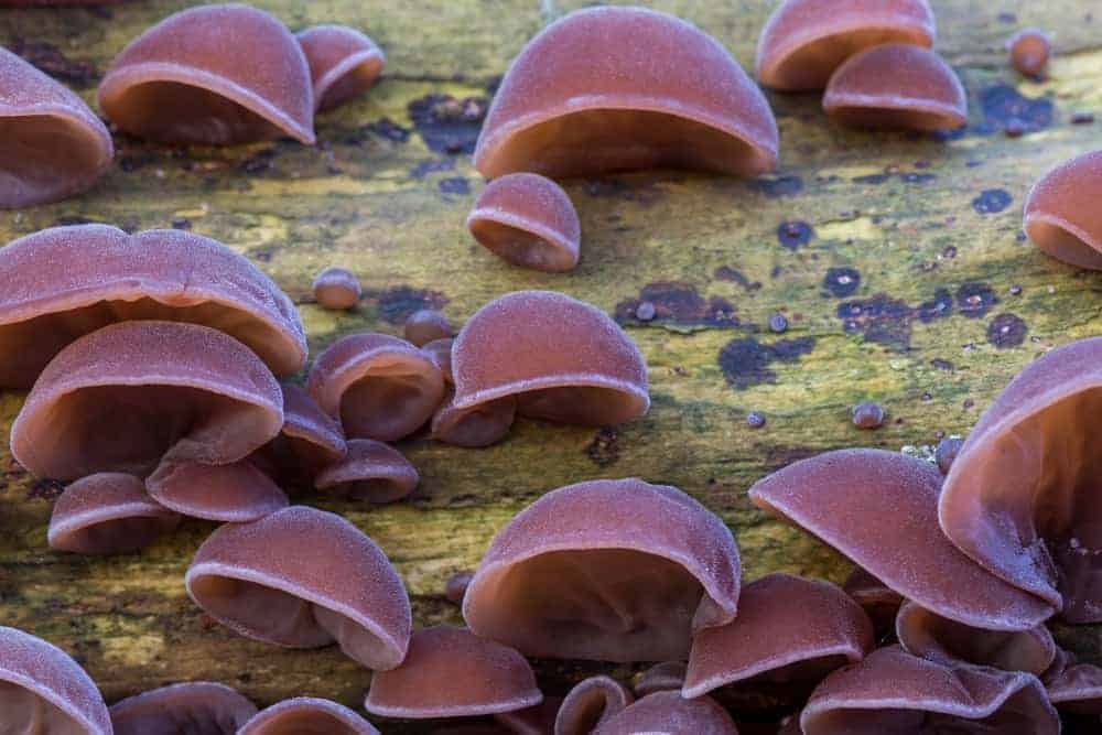 Baumpilz Judasohr in freier Natur auf gelblich verwittertem Baum