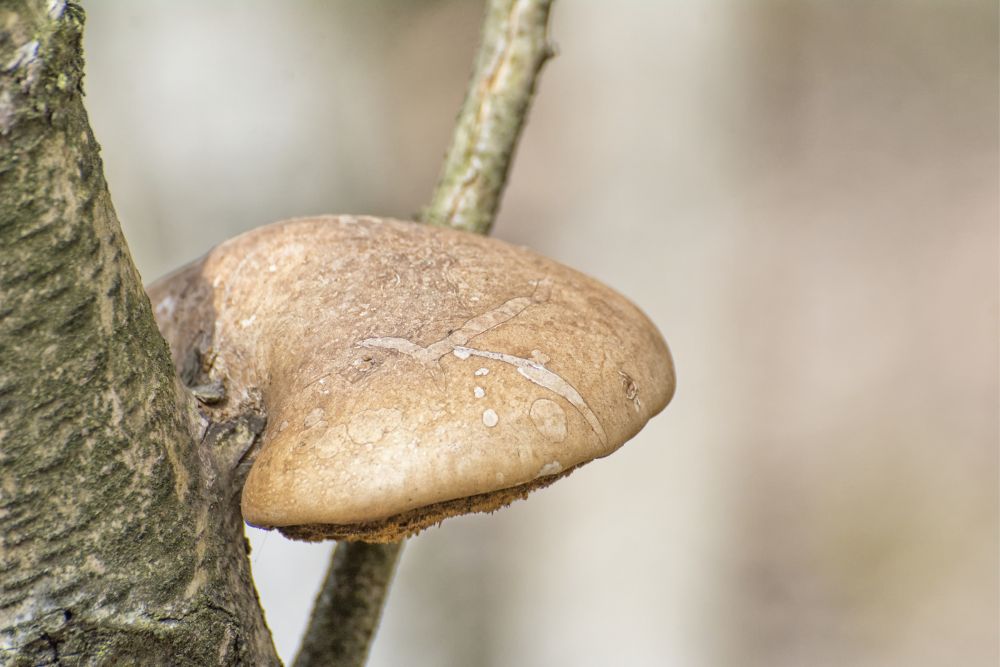 Birkenporling an einer Birke
