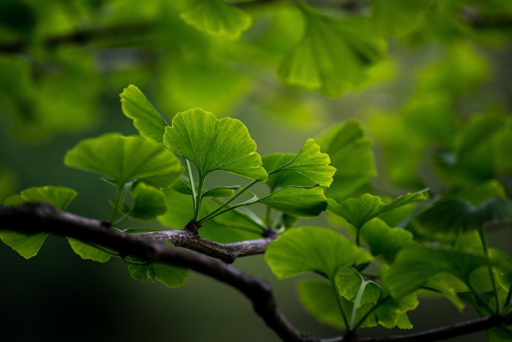 Ginkgo biloba – das Kraut für ein besseres Gedächtnis