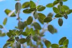 Frisch wachsender Majoran mit blauem Himmel im Hintergrund