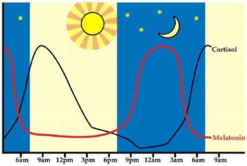 Infografik zu Coritsol- und Melatonin-Verhältnis im Lauf des Tages