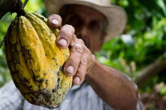 Kakao Frucht bei der Ernte mit gebr&auml;untem Mann im Hintergrund