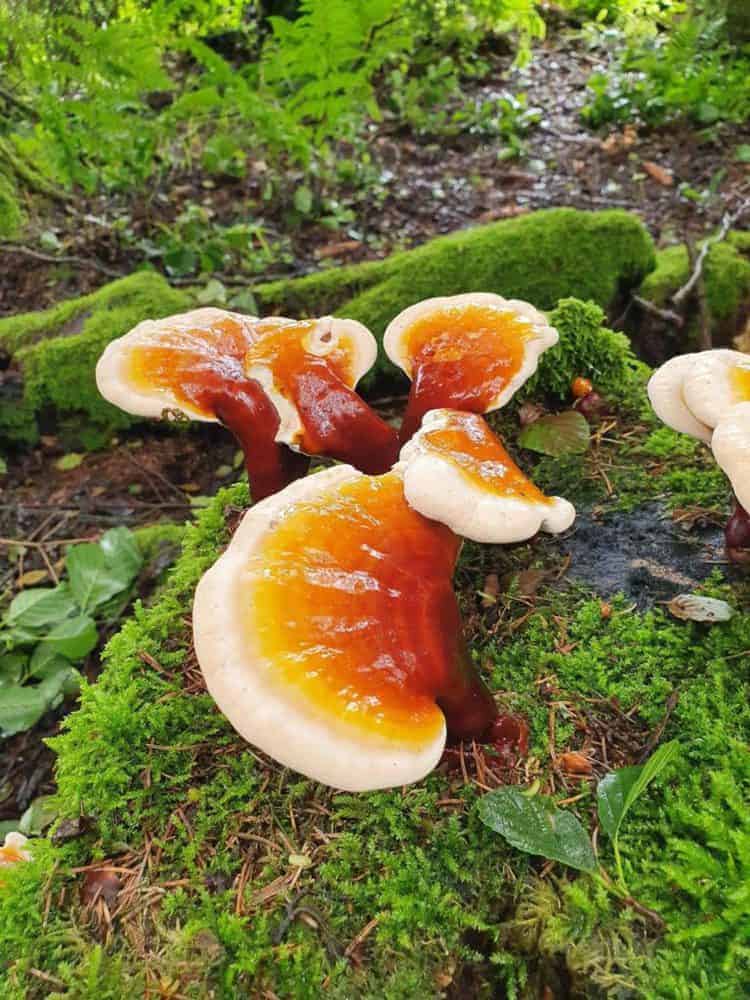 Reishi Bayerischer Wald (9)