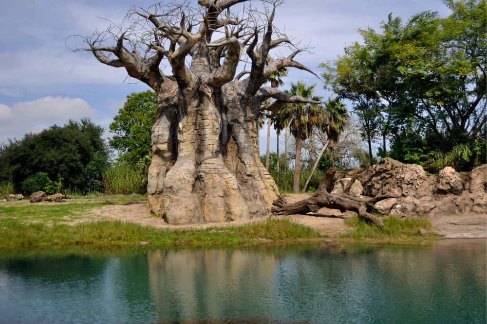 Darmdiversität_erhöhen_Baobab_Baum
