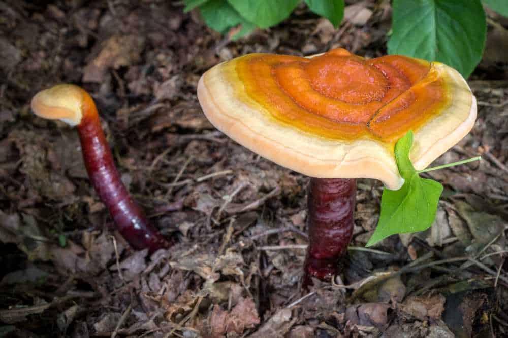 Vitalpilz Reishi (Ganoderma lucidum)