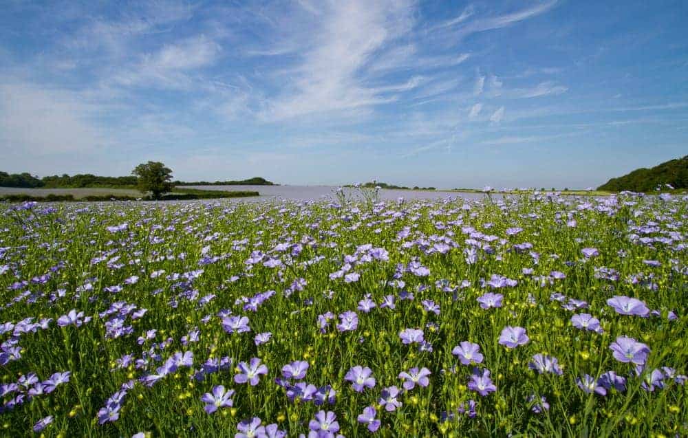 Wiese voller Lein mit lilafarbenen Bl&uuml;ten und strahlend blauem Himmel