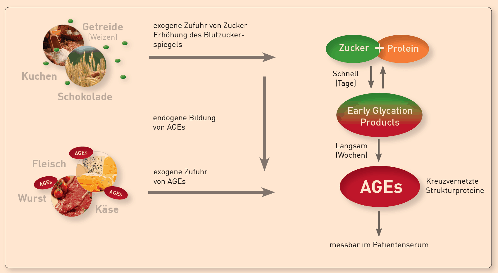 Übersicht zur Entstehung und Gefahr von AGEs