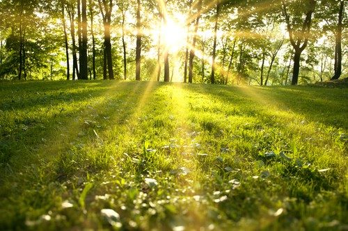 Gr&uuml;ne Wiese mit B&auml;umen und Sonnenstrahlen im Hintergrund
