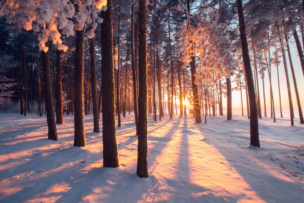 Verschneiter Wald bei Sonnenuntergang