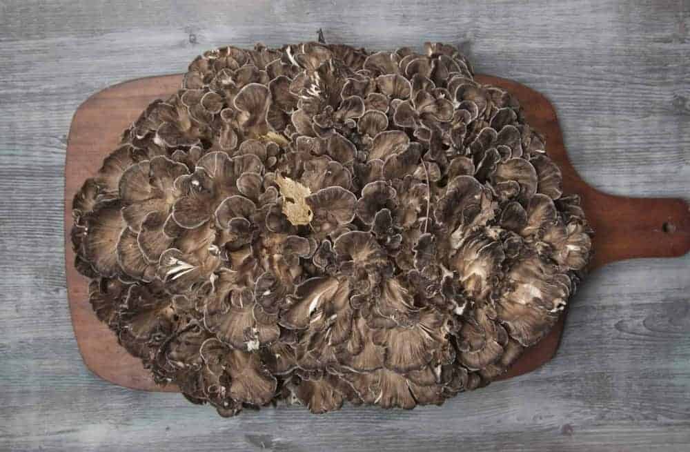 Getrocknetes Maitake-Exemplar auf Holzbrett und gr&auml;ulicher Hintergrund