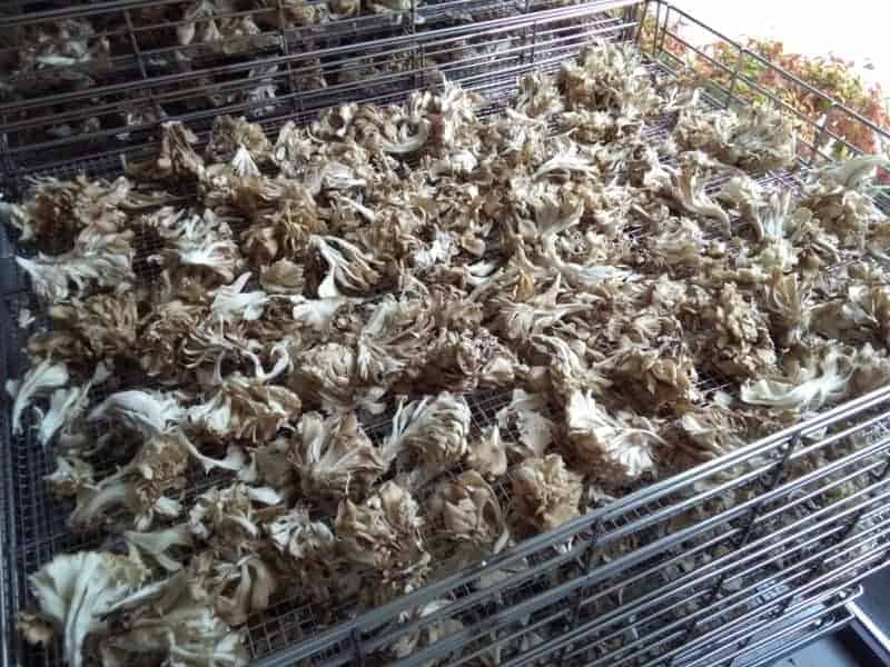 Getrockneter Maitake in Metall-K&auml;figen zur Aufbewahrung